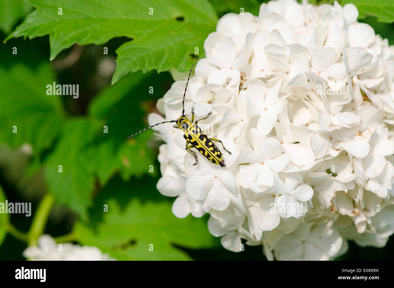 snowball on a white inflorescence downwind crawls small beautiful black and yellow coleopteran beetle with long mustache Stock Photo