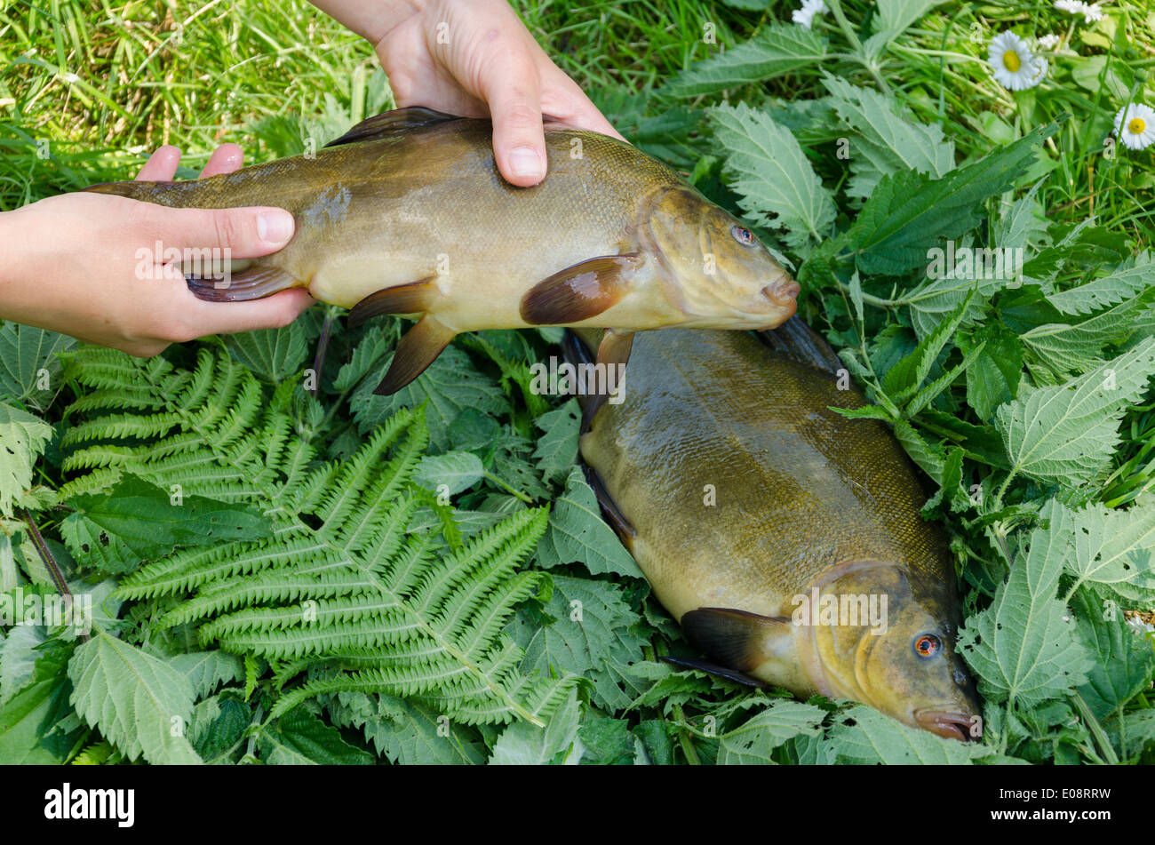 hand puts nice big shiny tench on nettle next to other fish Stock Photo