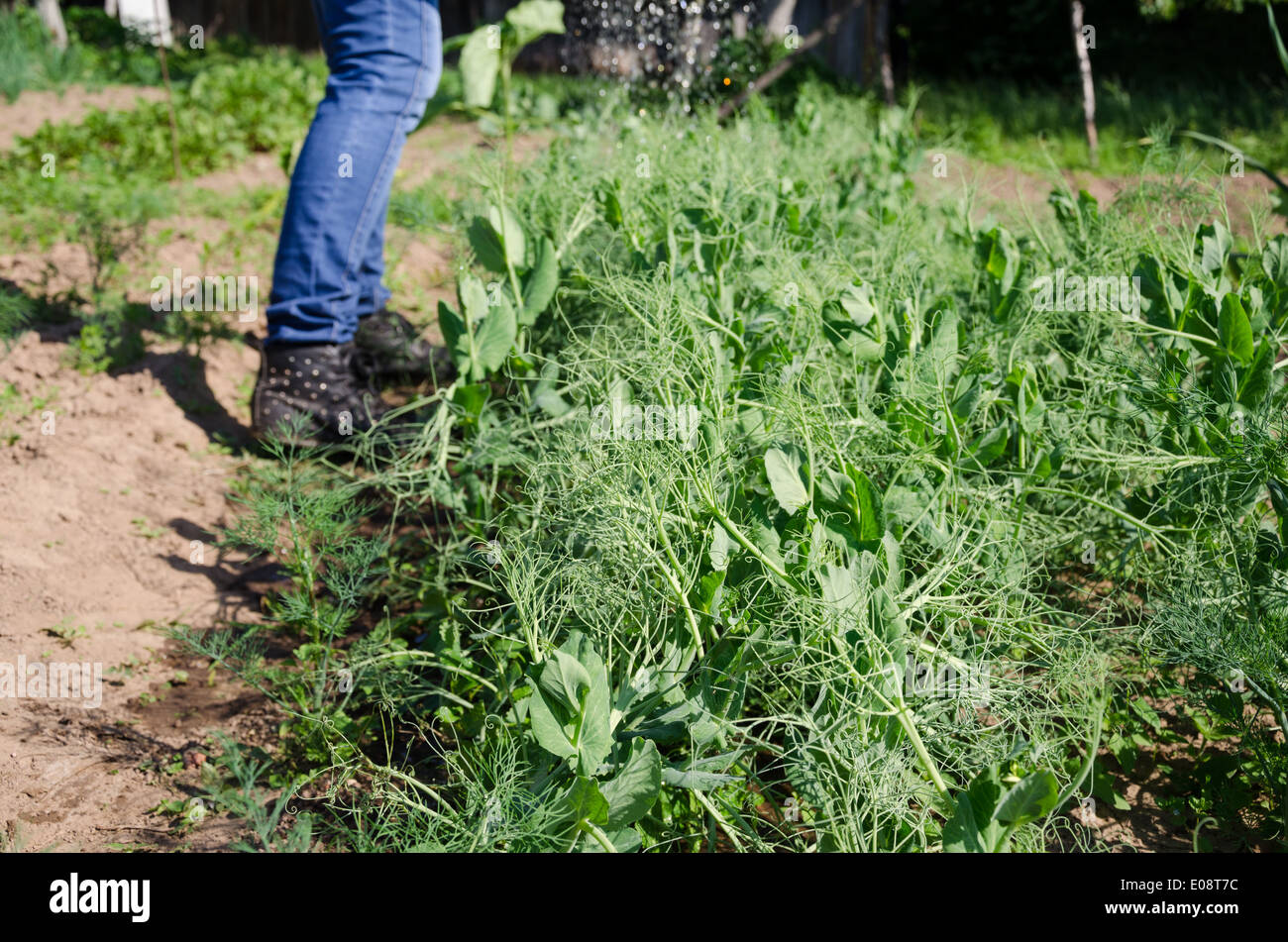 Closeup of pea plants grow in garden and farmer gardener worker water them with watering-can. Stock Photo