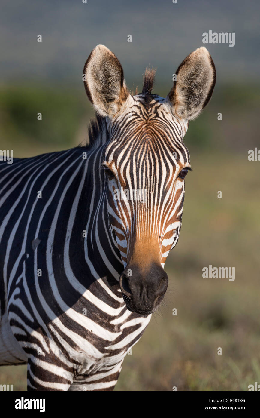 Cape mountain zebra (Equus zebra zebra) Mountain Zebra National Park
