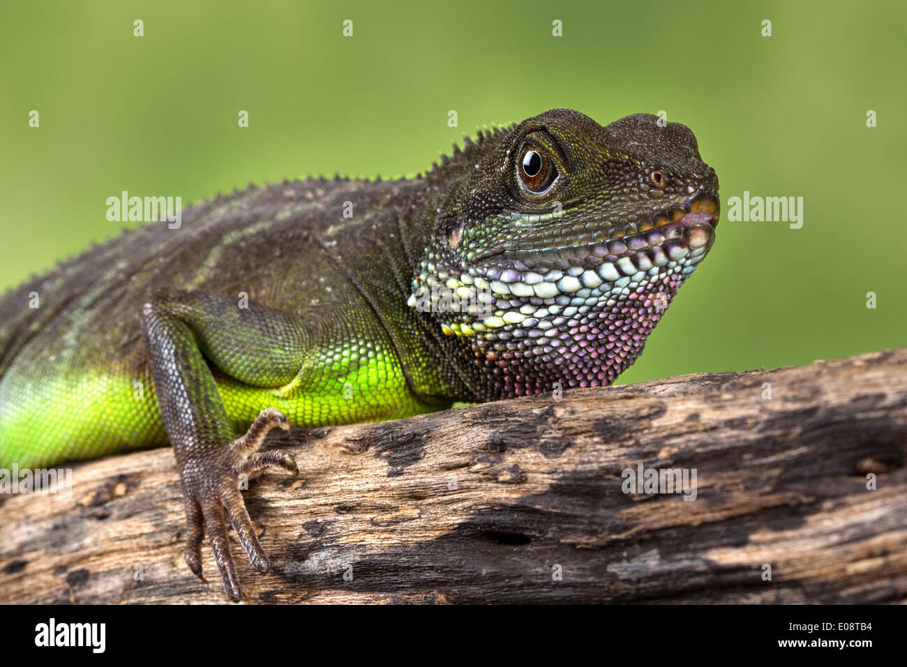 Chinese water dragon hires stock photography and images Alamy