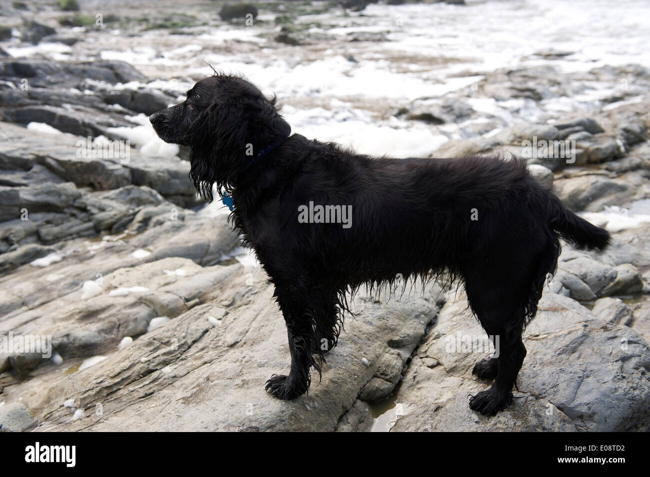 BLACK WORKING COCKER SPANIEL ON ROCKY BEACH Stock Photo