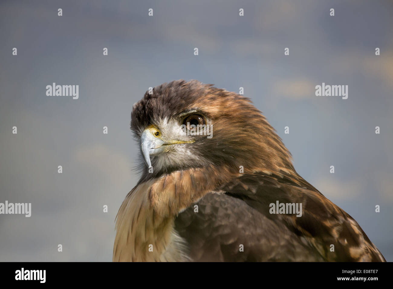 Red Tailed Hawk perched and watching Stock Photo