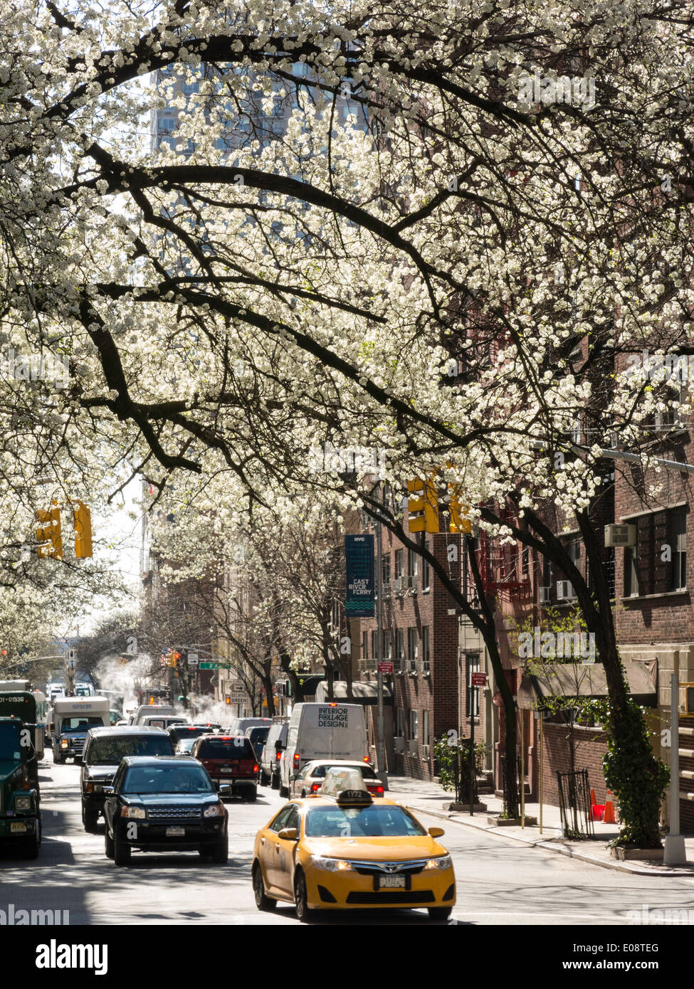 Flowering Trees and Traffic , Springtime, Murray Hill, NYC, USA Stock Photo