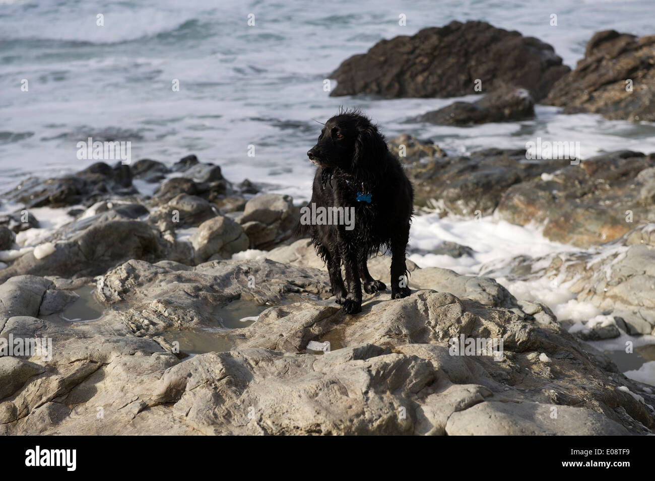 Black working cocker spaniel hires stock photography and images Alamy