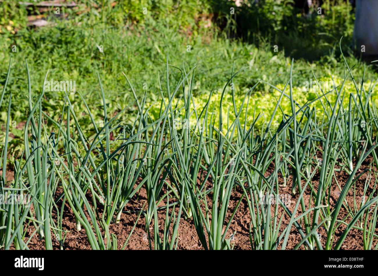 fresh green onion in summer vegetable and herbal garden Stock Photo