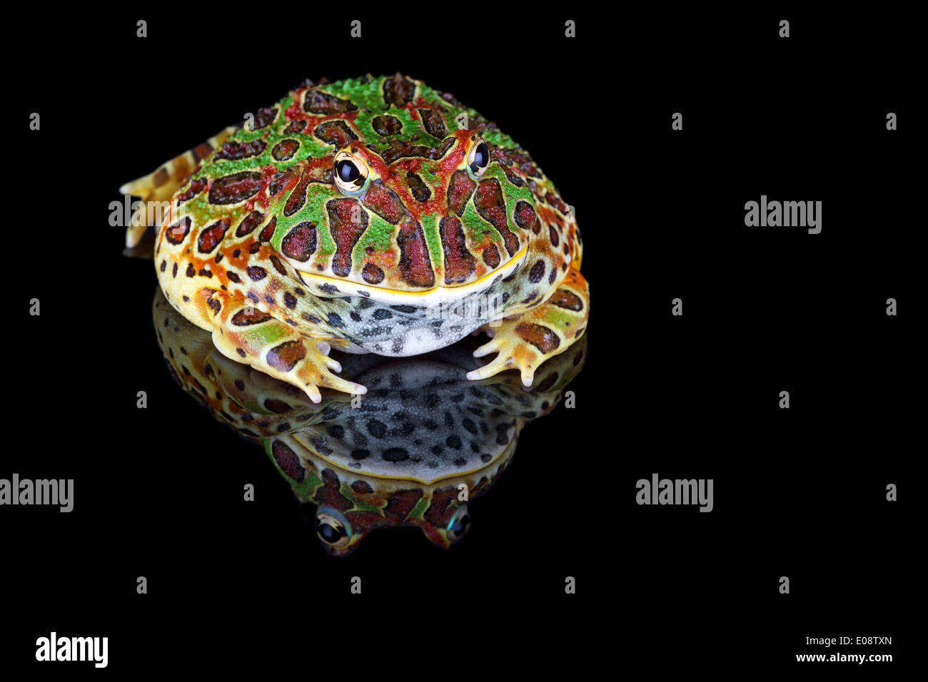 Ornate Horned Frog Stock Photo