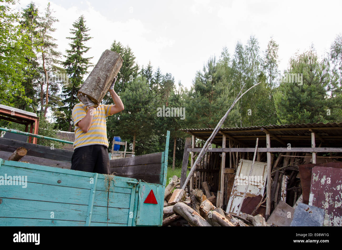 worker man unload tree logs firewood wood from tractor trailer near rural woodshed house. Stock Photo