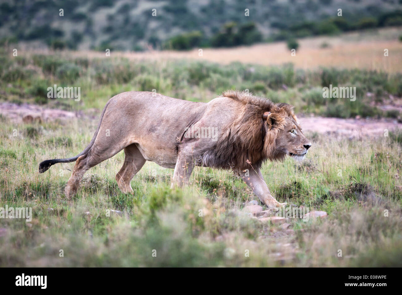 Lion (Panthera leo) on patrol, Mountain Zebra National Park, Eastern ...