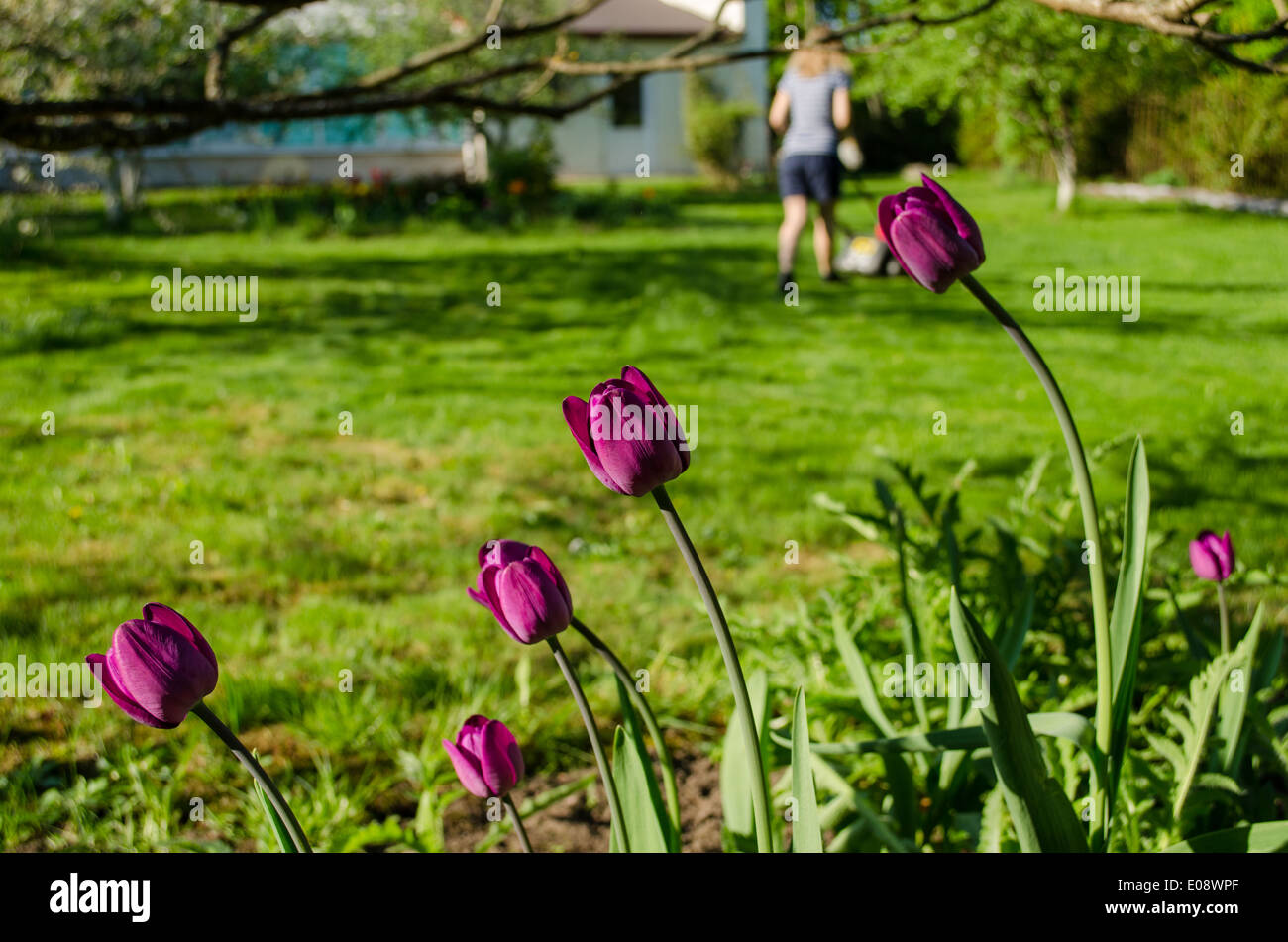 close up of dark pink garden tulip and woman silhouette cutting grass mower Stock Photo