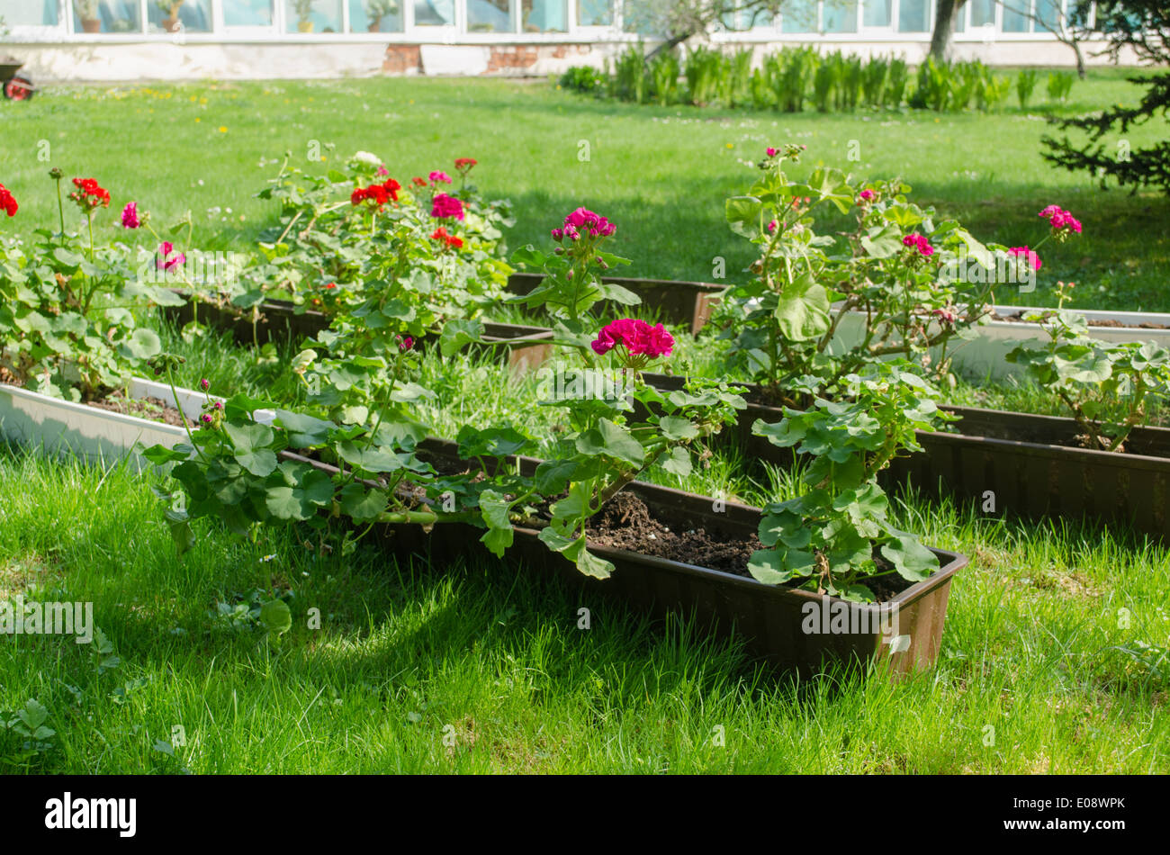 many colorful spring pelargonium in oblong pots garden meadow Stock Photo