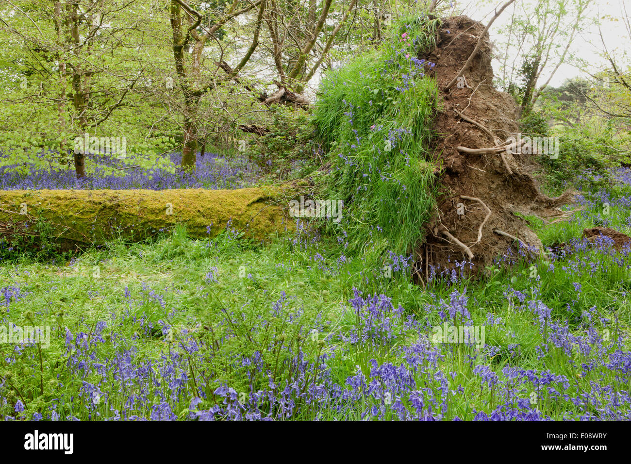 A fallen tree with a carpet of Bluebells in the woods at Lanhydrock House near Bodmin in Mid Cornwall on a spring day. Stock Photo