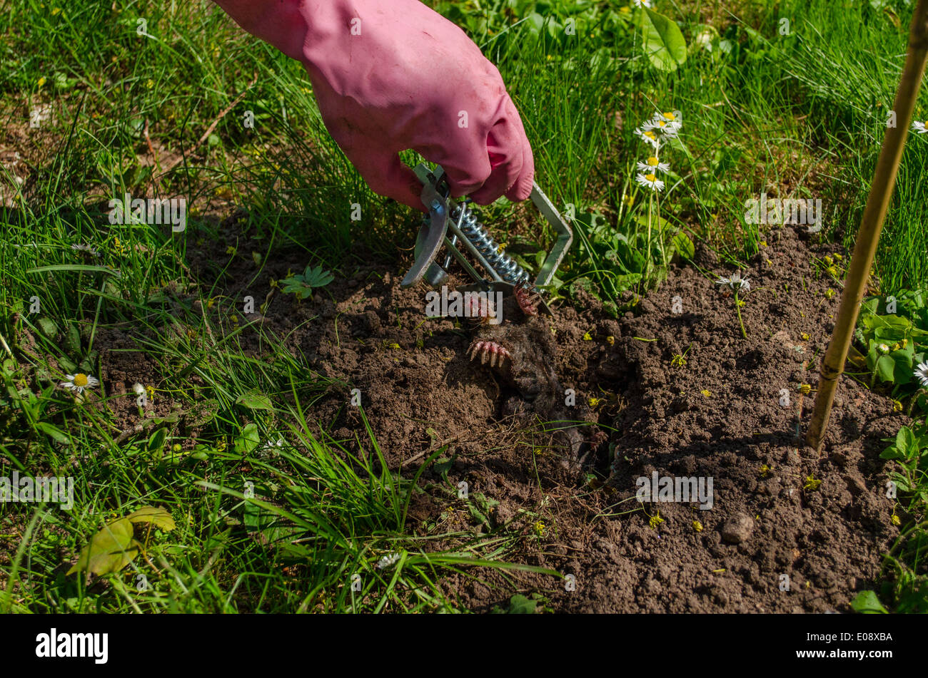mole caught with special metallic traps and hand with glove Stock Photo