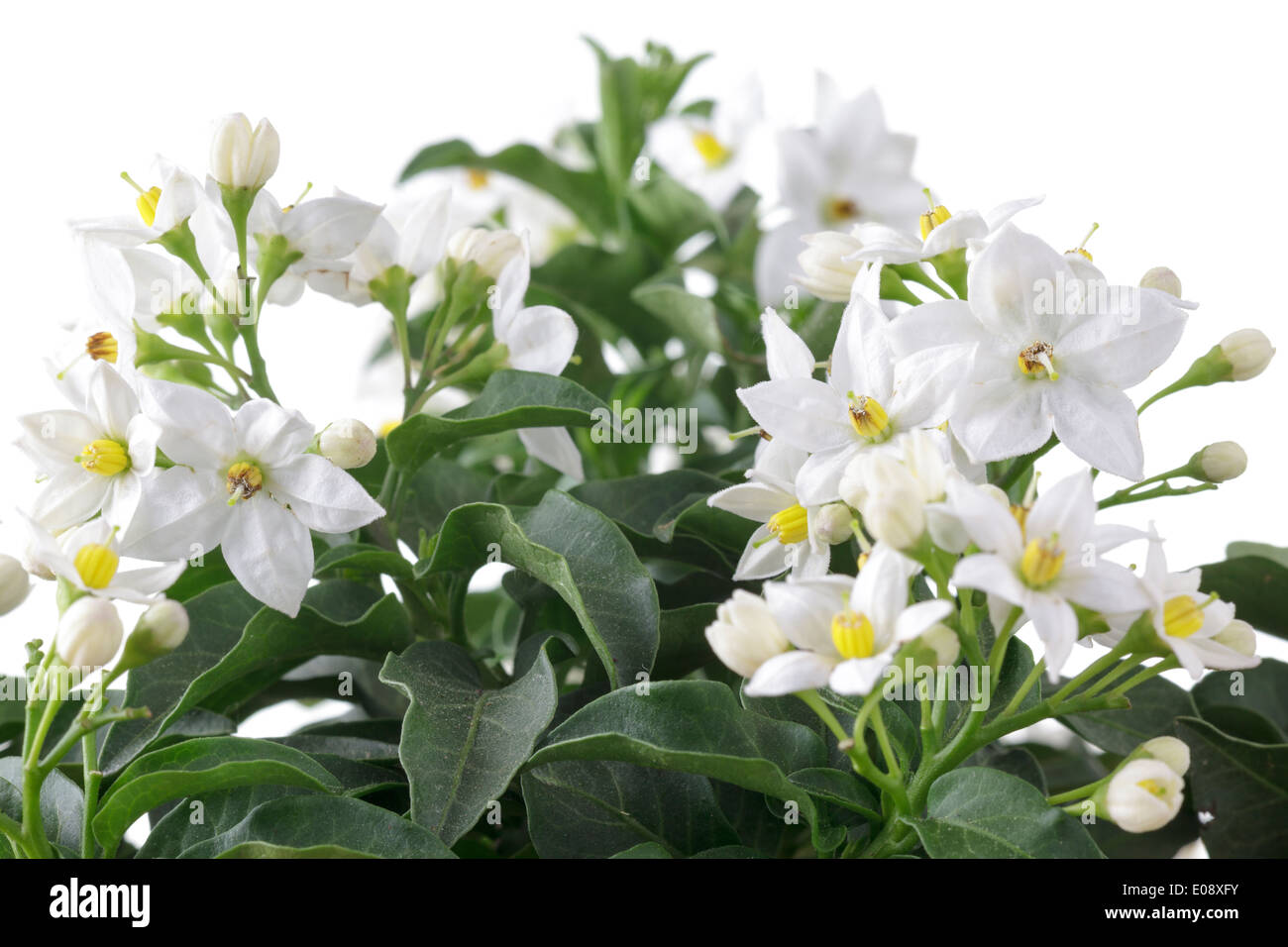 Flowering Jasmine (Jasminum) Stock Photo