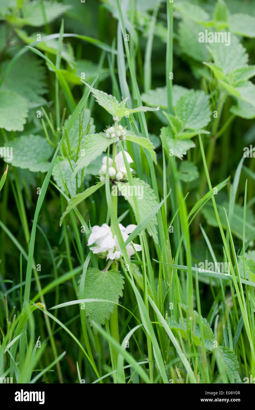 Close up of a flowering Lamium album - white dead nettle stinging nettle in  woodland Stock Photo