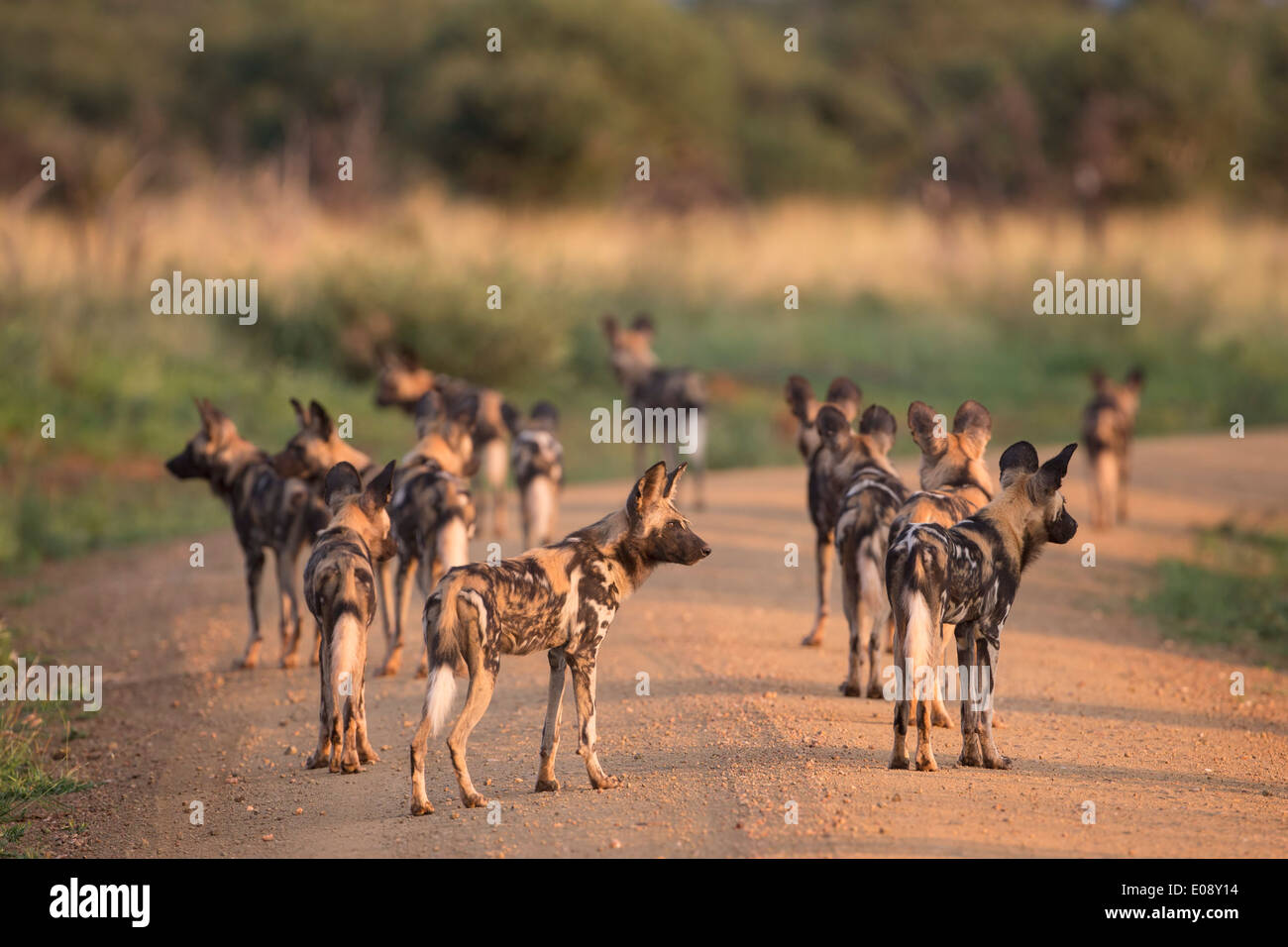 African wild dog (Lycaon pictus), Madikwe game reserve, North West province, South Africa, February 2014 Stock Photo