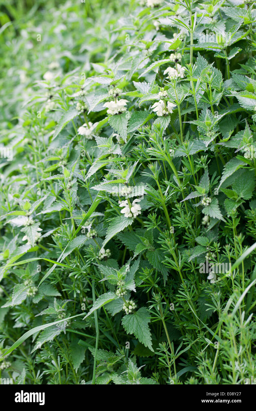 Close up of a flowering Lamium album - white dead nettle stinging nettle in  woodland Stock Photo