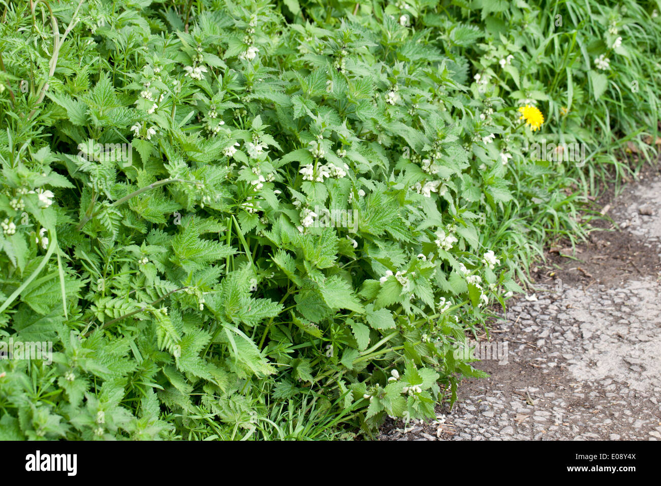 Close up of a flowering Lamium album - white dead nettle stinging nettle beside a rural path in UK Stock Photo