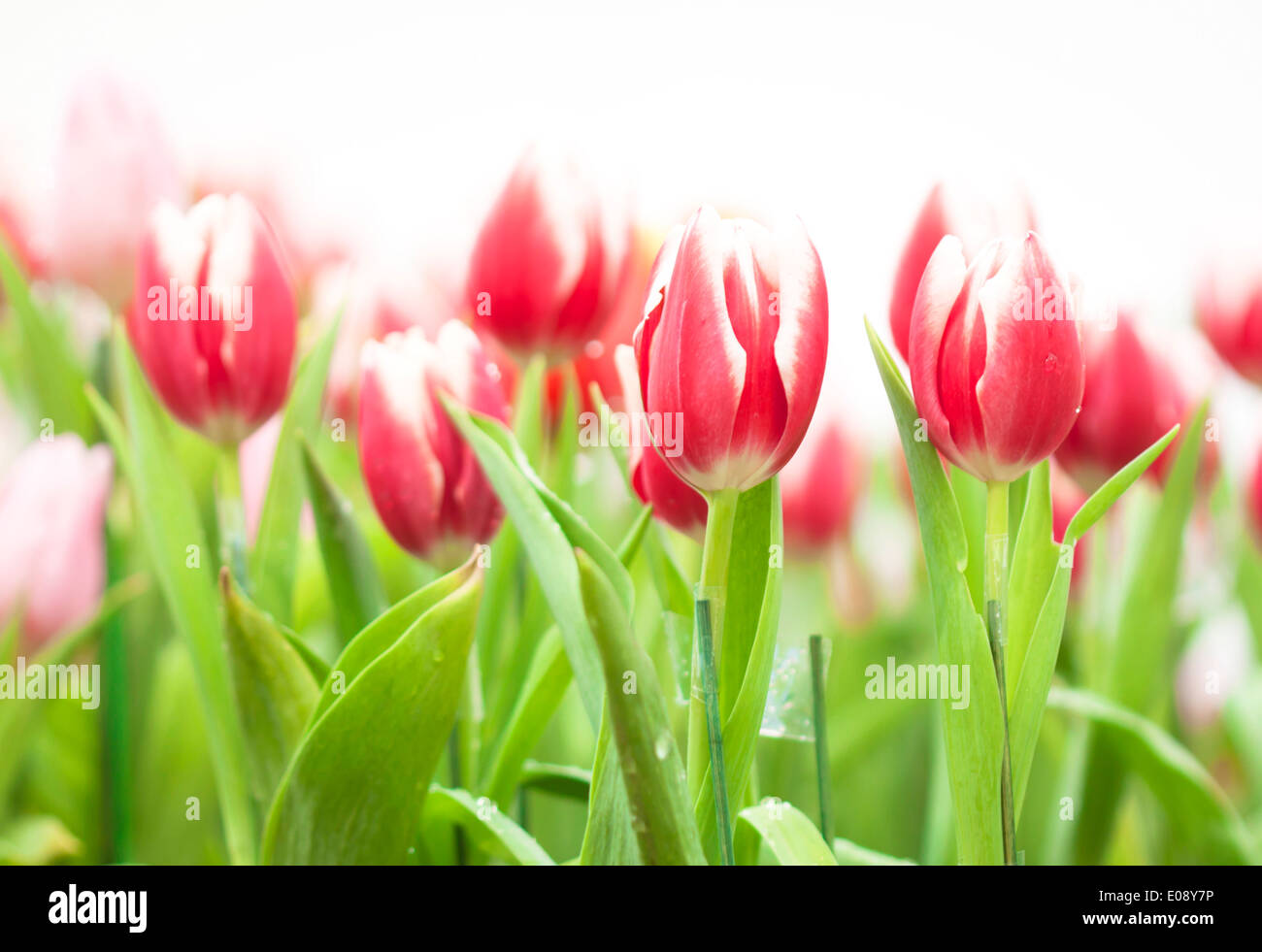 Tulip flower beautiful pink background with a bokeh Stock Photo - Alamy