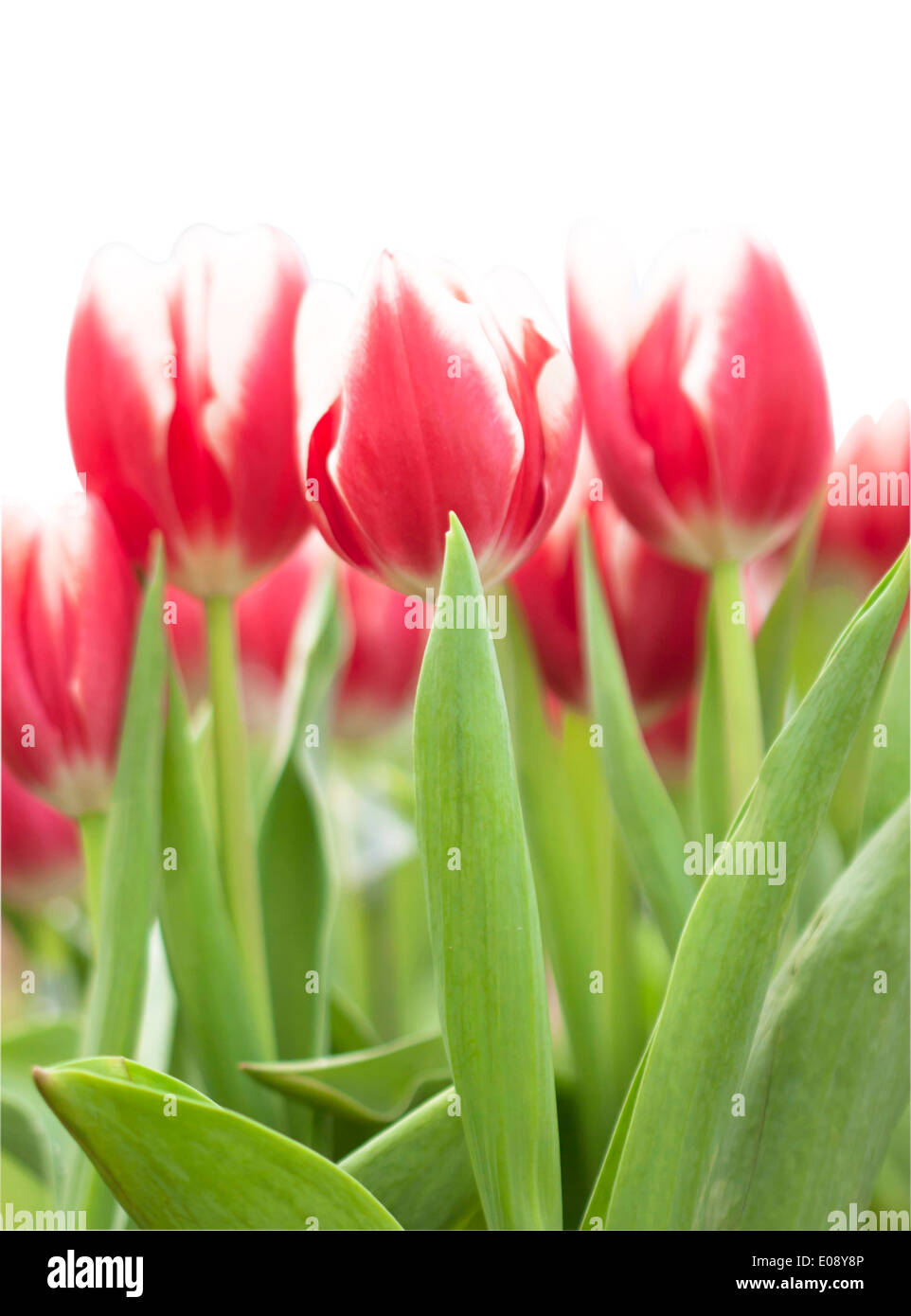 Tulip flower beautiful pink background with a bokeh Stock Photo - Alamy