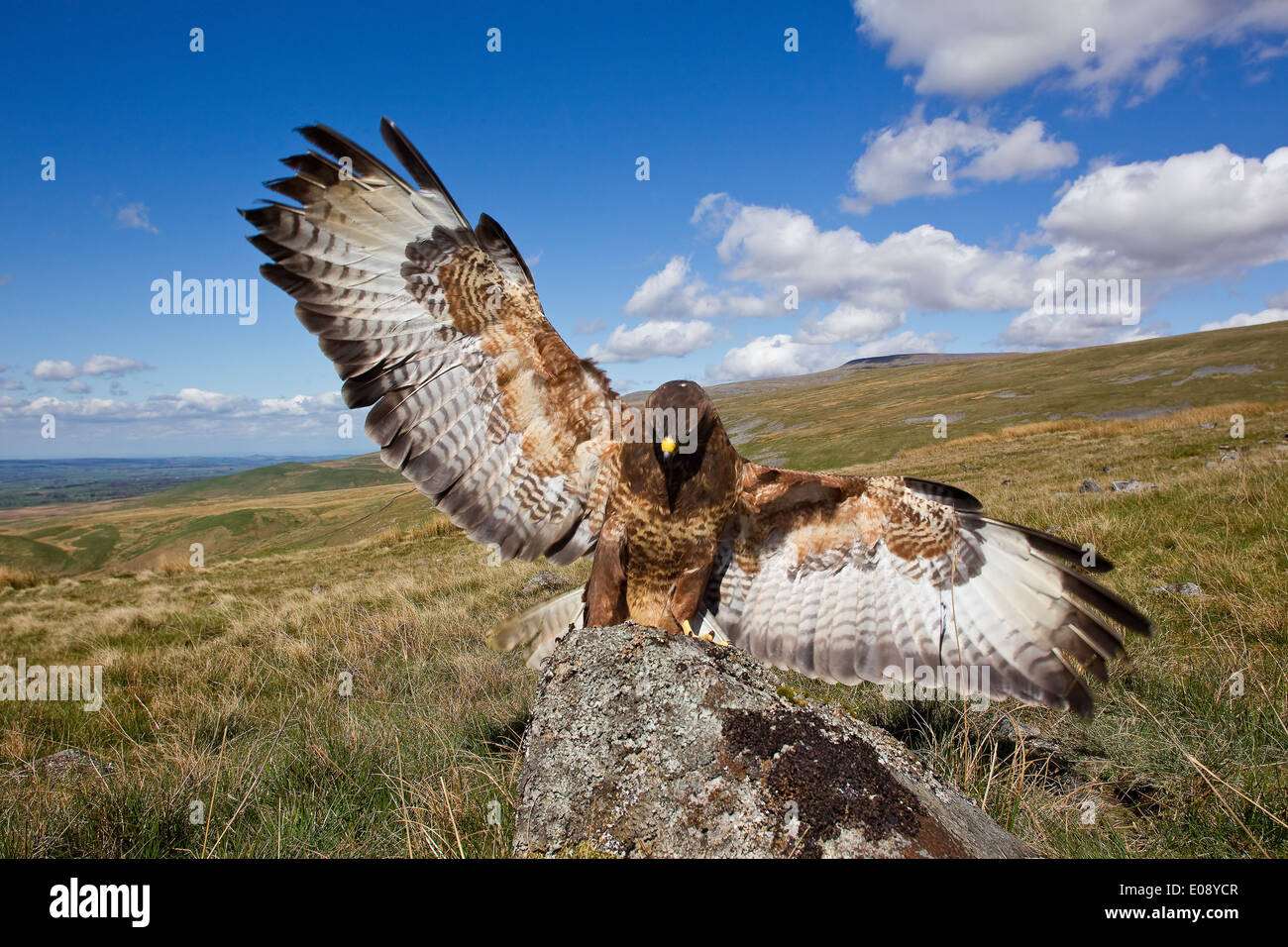 Buzzard Buteo Buteo with wings spread wide about to land on a rock in a sunny moorland location taken under controlled condition Stock Photo