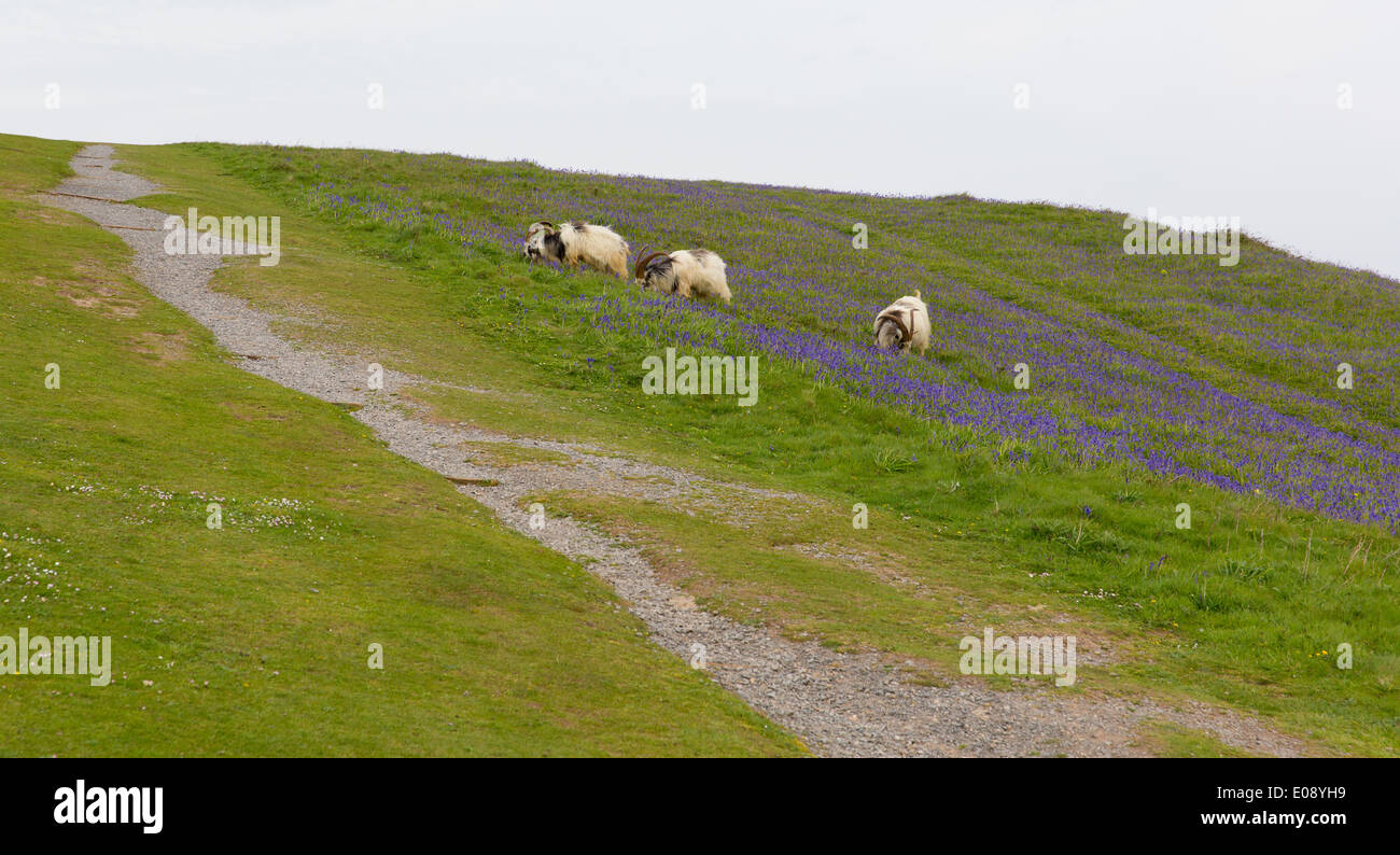 British Primitive goat breed large horns and beard white grey and black with bluebells Stock Photo