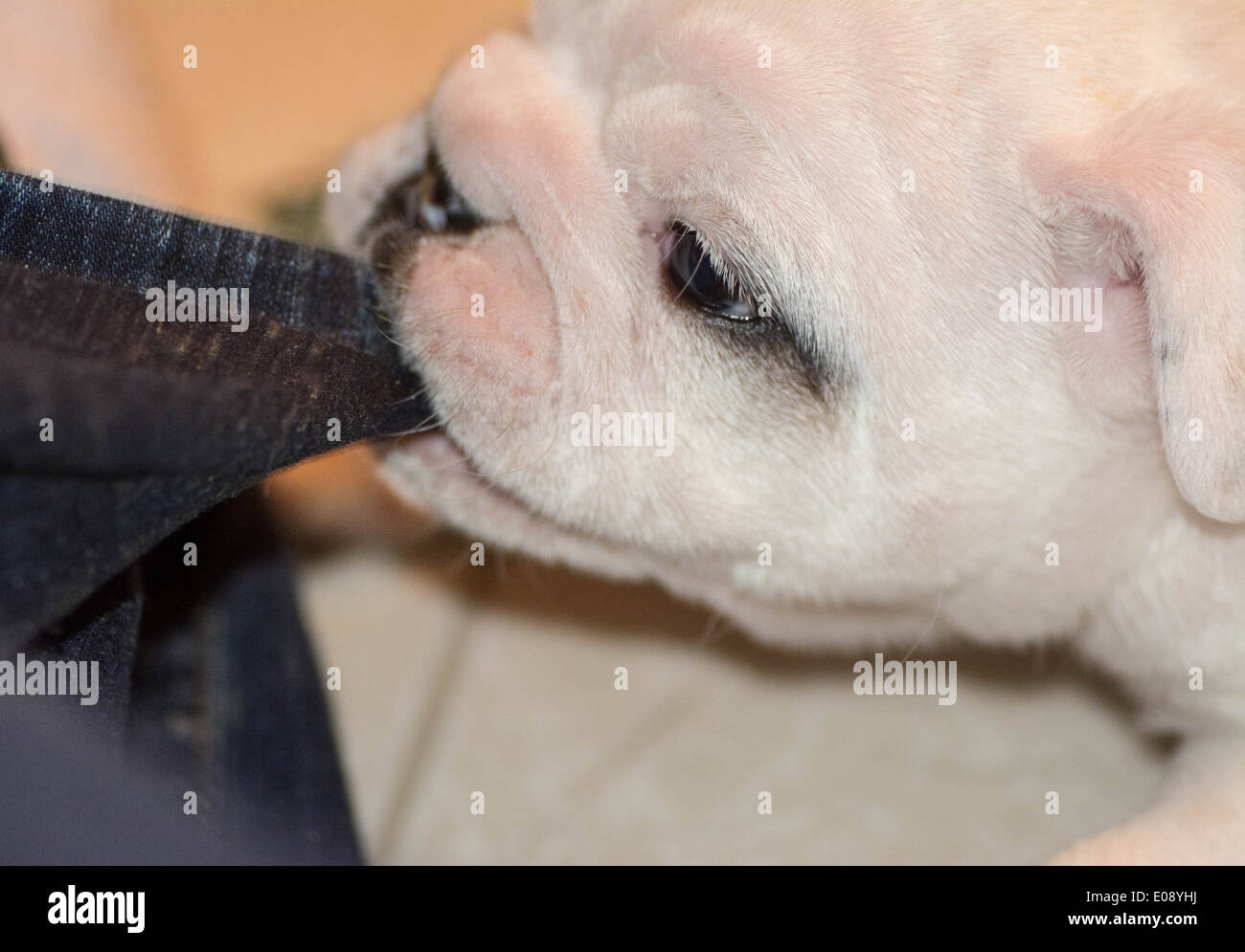 Pulling up pants hires stock photography and images Alamy