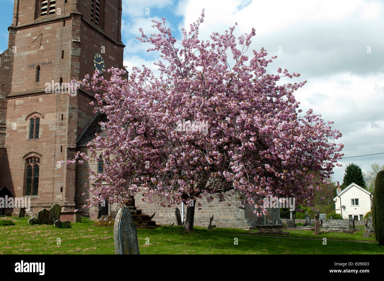 Flowering cherry tree in St. Bartholomew`s churchyard, Much Marcle ...