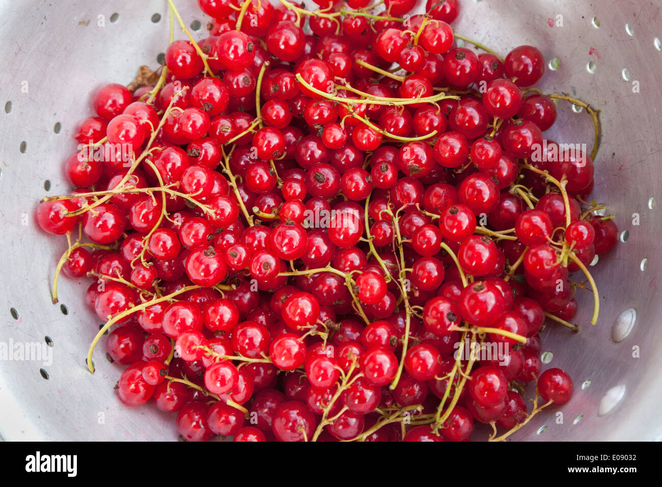 Freshly picked redcurrants from the allotment, UK, summer 2013 Stock Photo