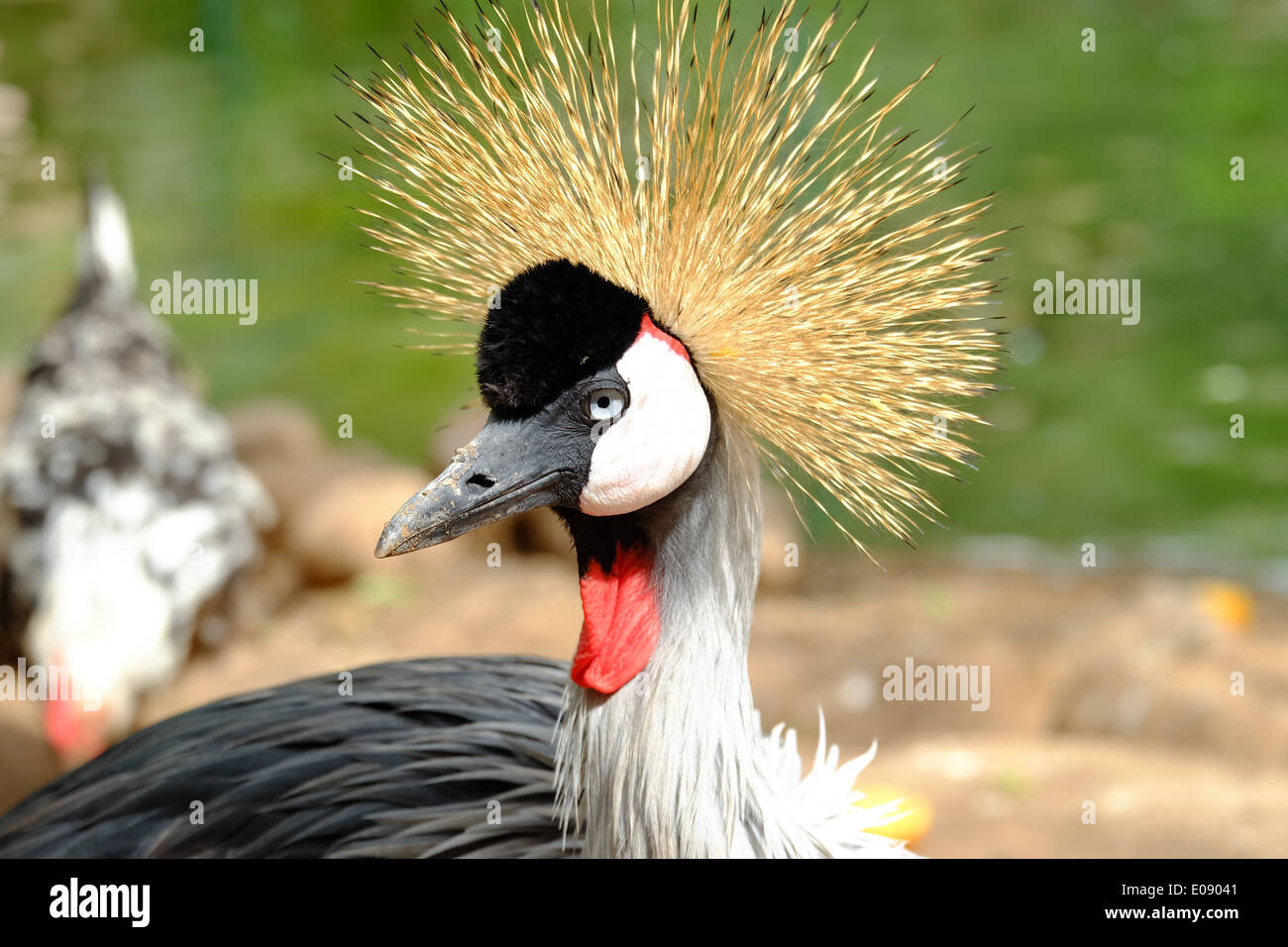 31 Stunning Birds With CRAZY HAIR Photos  Fun Facts