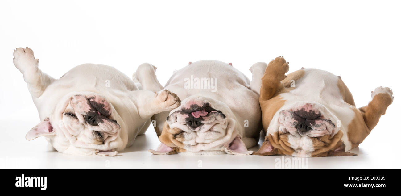 three tired english bulldogs laying on their backs Stock Photo