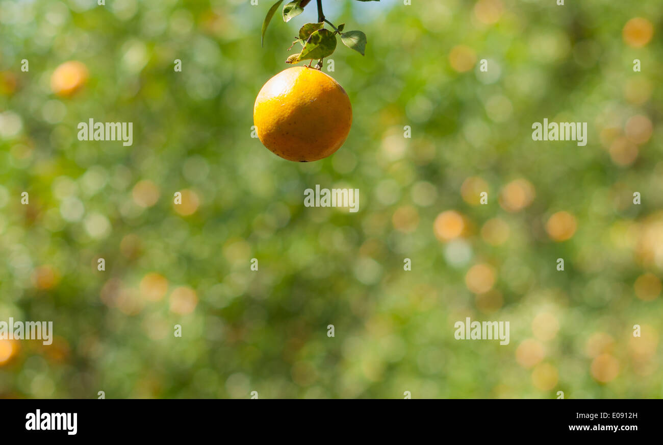 Download 930+ Background Information Of Orange Farm Paling Keren