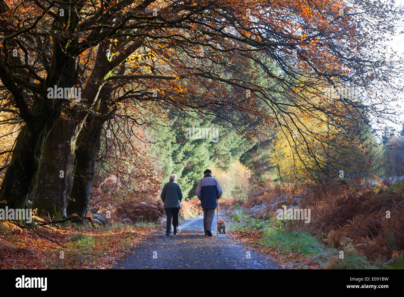 Elderly couple and dog on walk in autumn, Sidwood forest, Northumberland National Park, UK, November 2013 Stock Photo