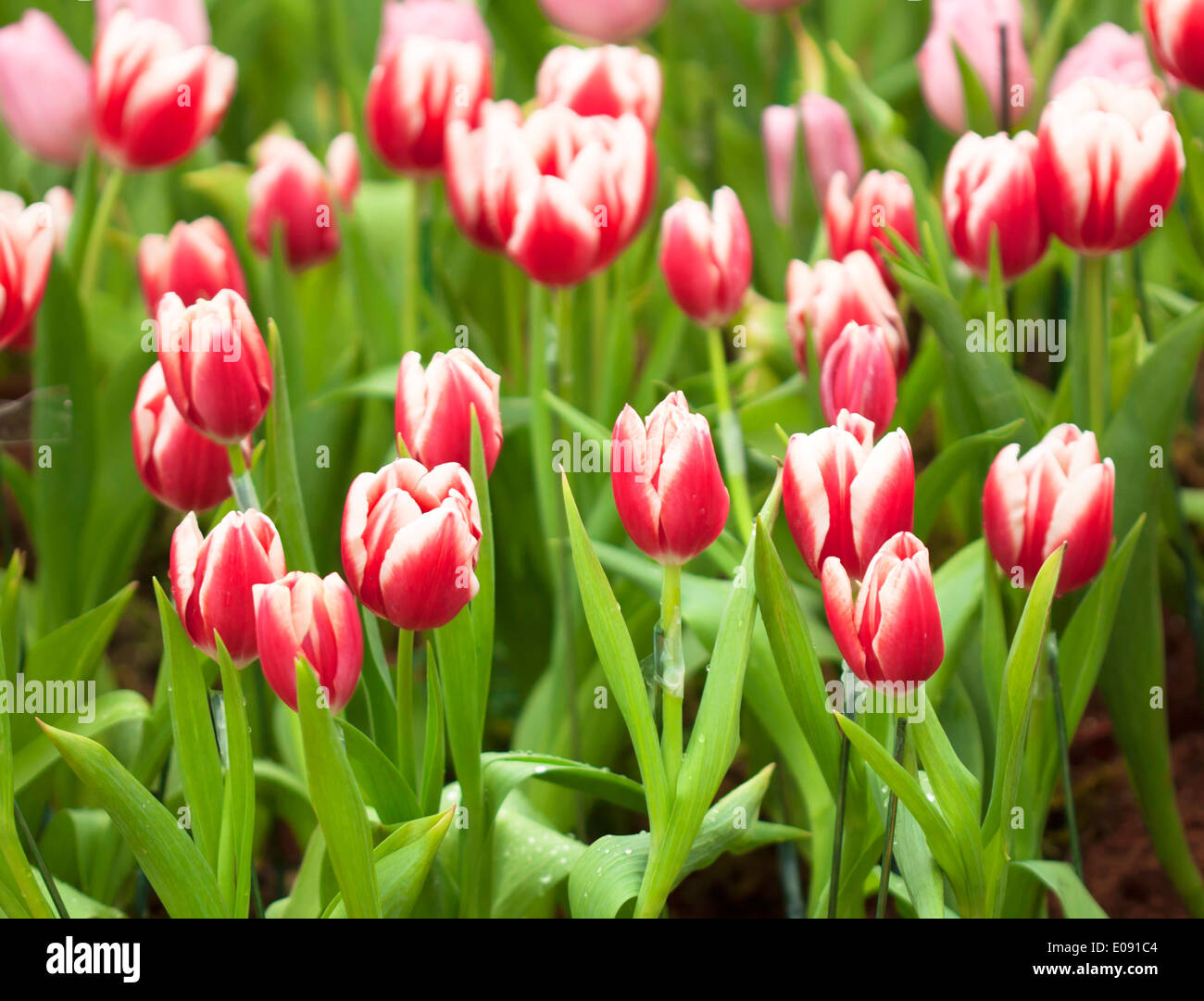 Tulip flower beautiful pink background with a bokeh Stock Photo - Alamy
