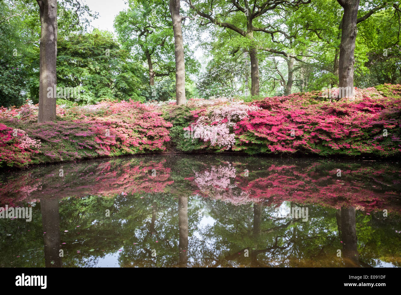 One of the ponds in the Isabella Plantation, Richmond Park Stock Photo