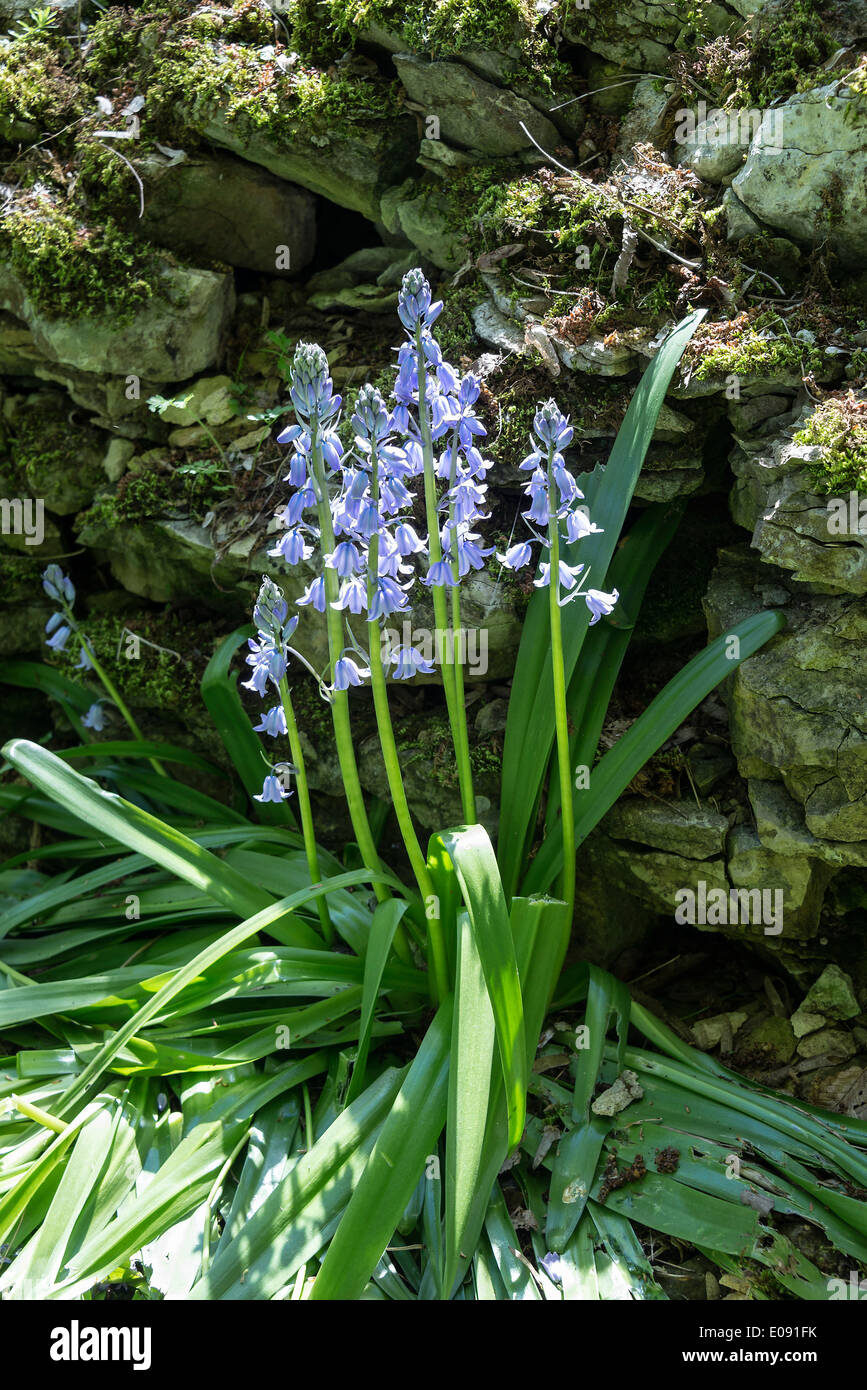 Blue Bluebell Hispanica Flowers in Spring Bloom in an Oxfordshire