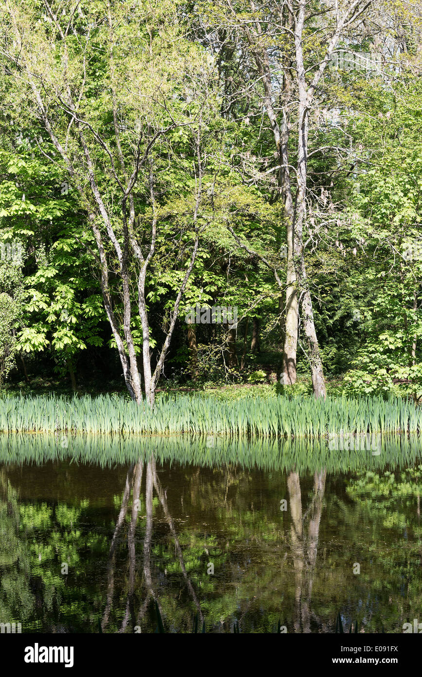 Woodland and a Small Lake with Reflections of Iris Plant Leaves in Water near Shipton under