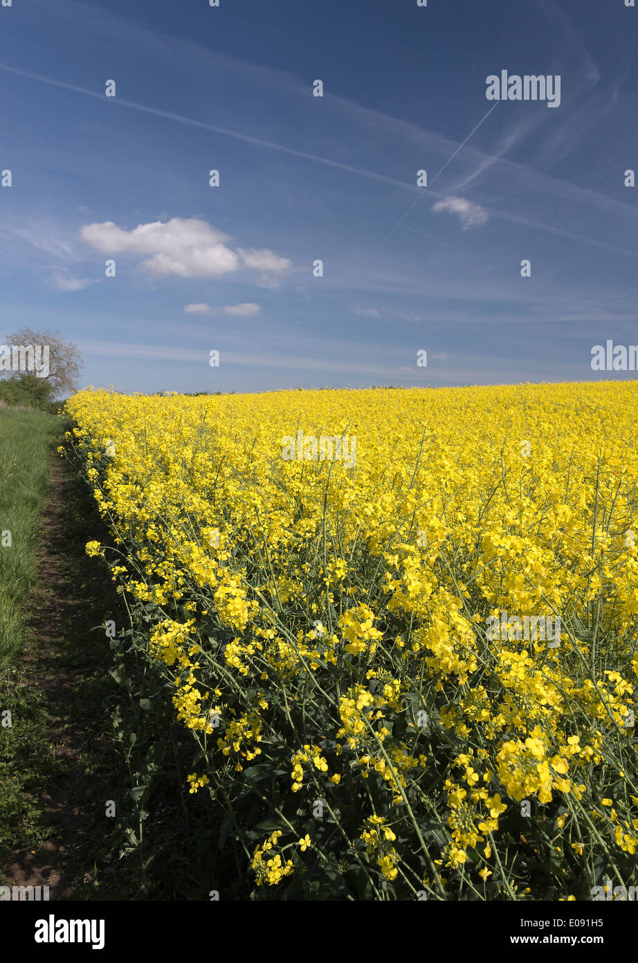 Bright Yellow Oilseed Rape Flowers in a Field near Shipton under
