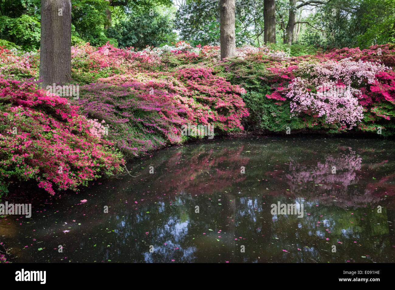 One of the ponds in the Isabella Plantation, Richmond Park Stock Photo