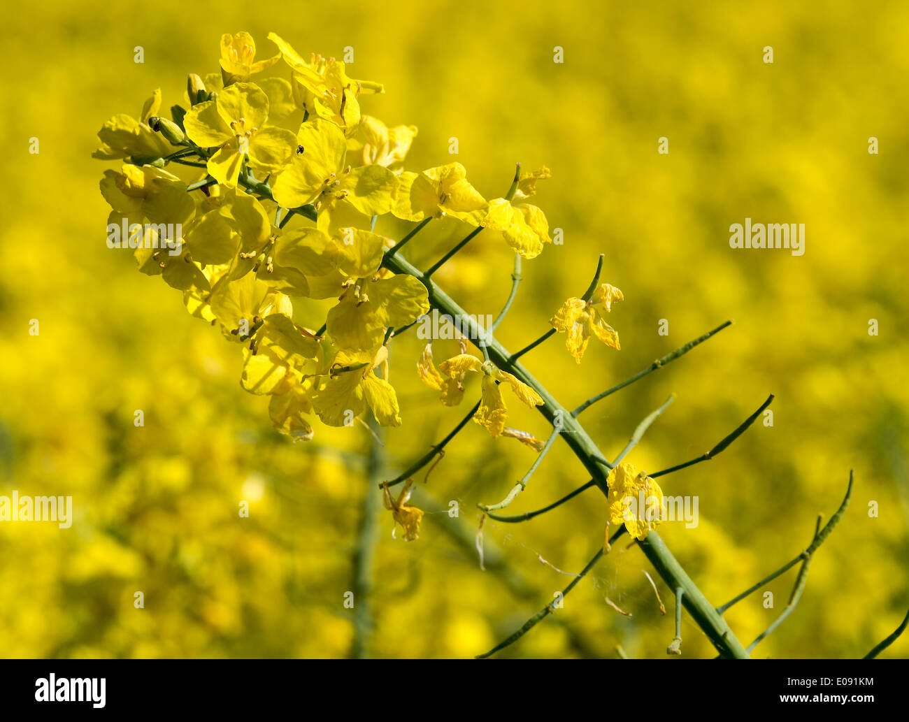 Bright Yellow Oilseed Rape Flowers in a Field near Shipton under