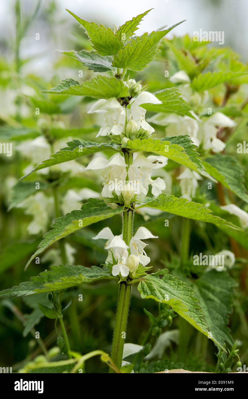 Weiße Taubnessel (Lamium album), White Dead Nettle,Blume,Flower, Stock Photo