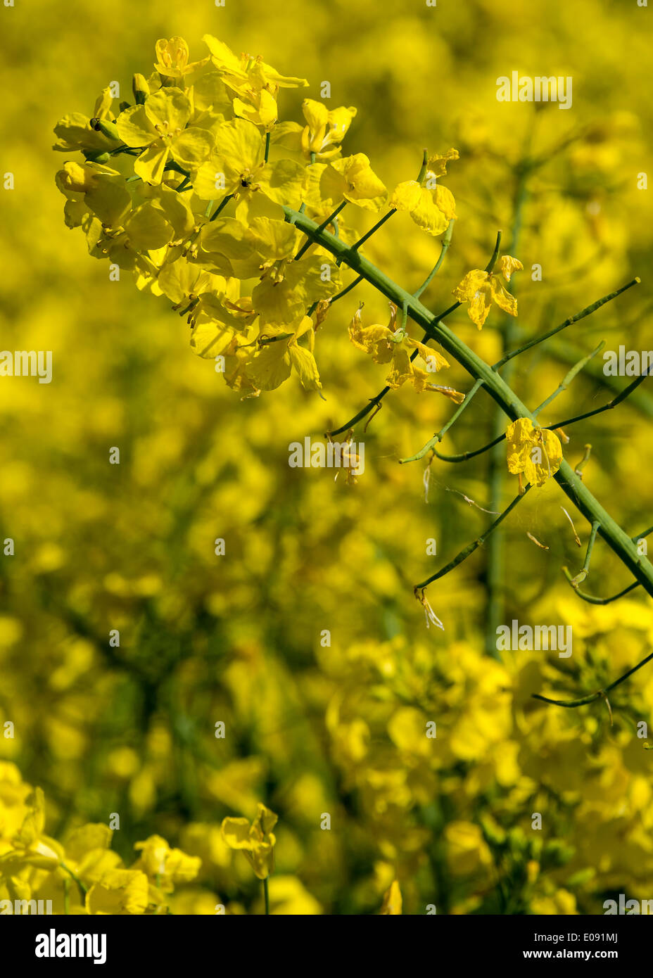 Bright Yellow Oilseed Rape Flowers in a Field near Shipton under