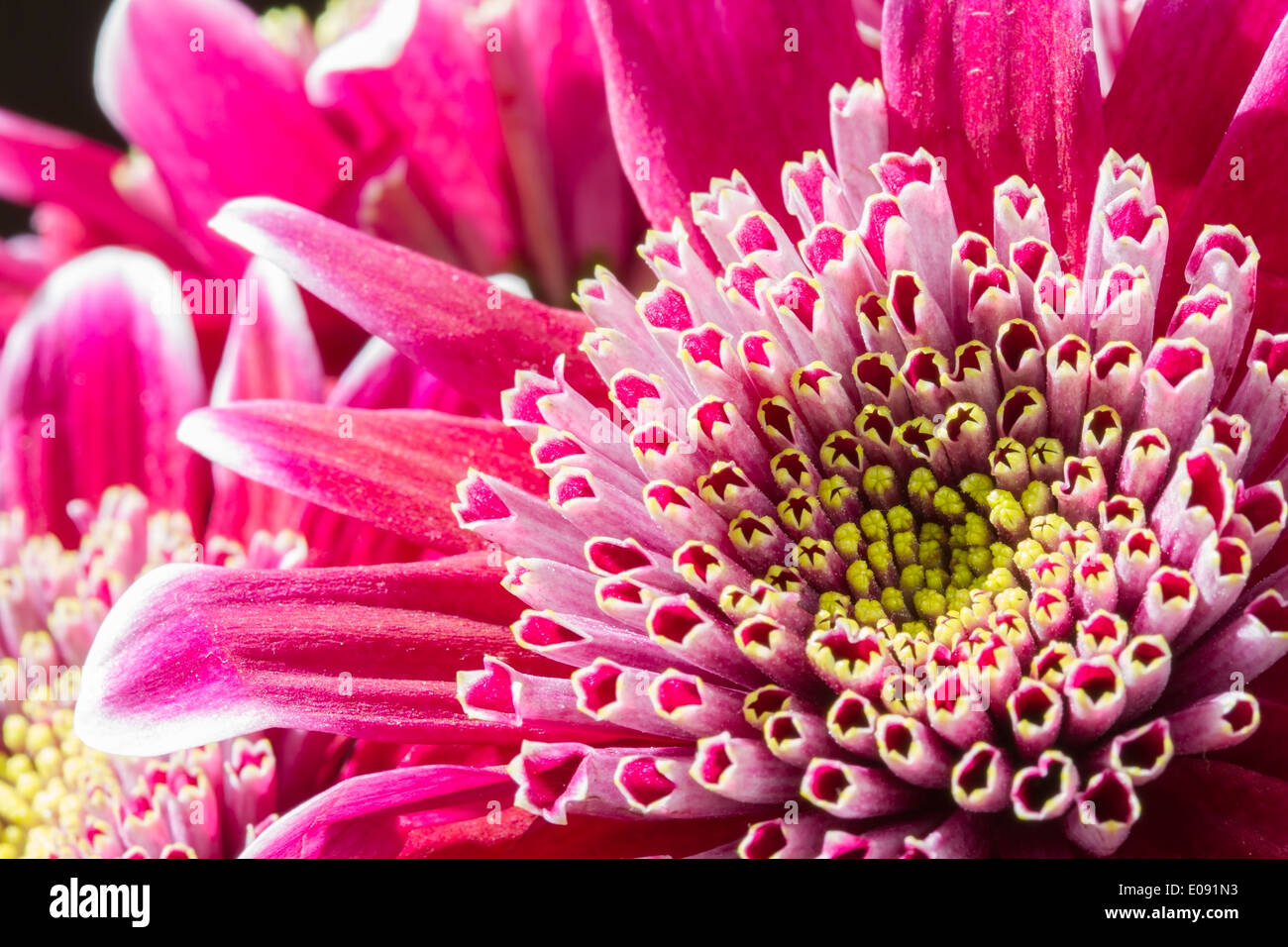 Close up image of dark pink chrysanthemum flowers Stock Photo