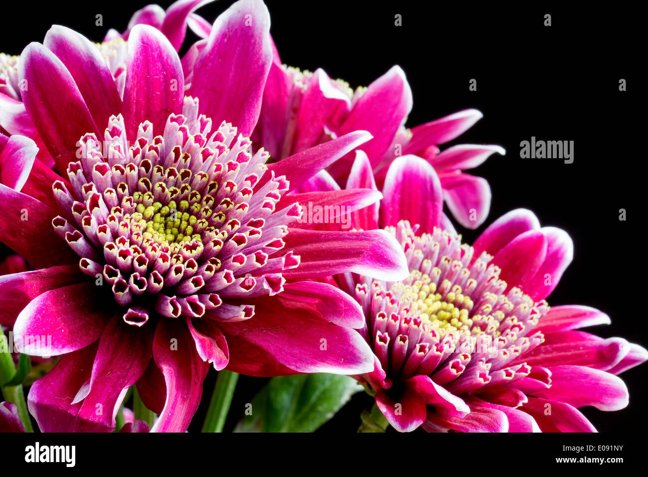 Close up image of dark pink chrysanthemum flowers on black Stock Photo
