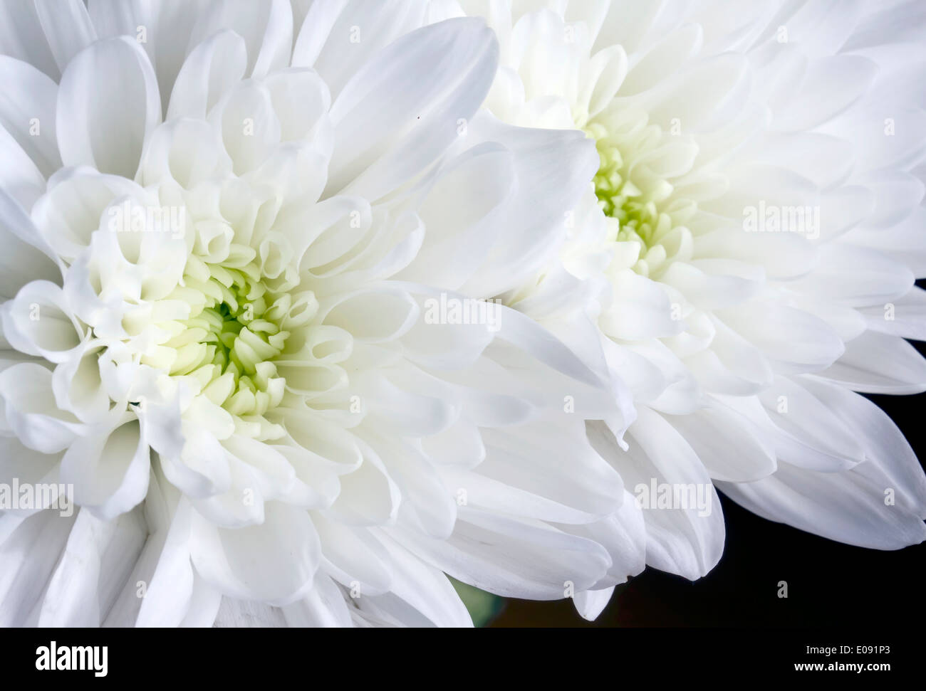 Close up white chrysanthemum flowers on black Stock Photo