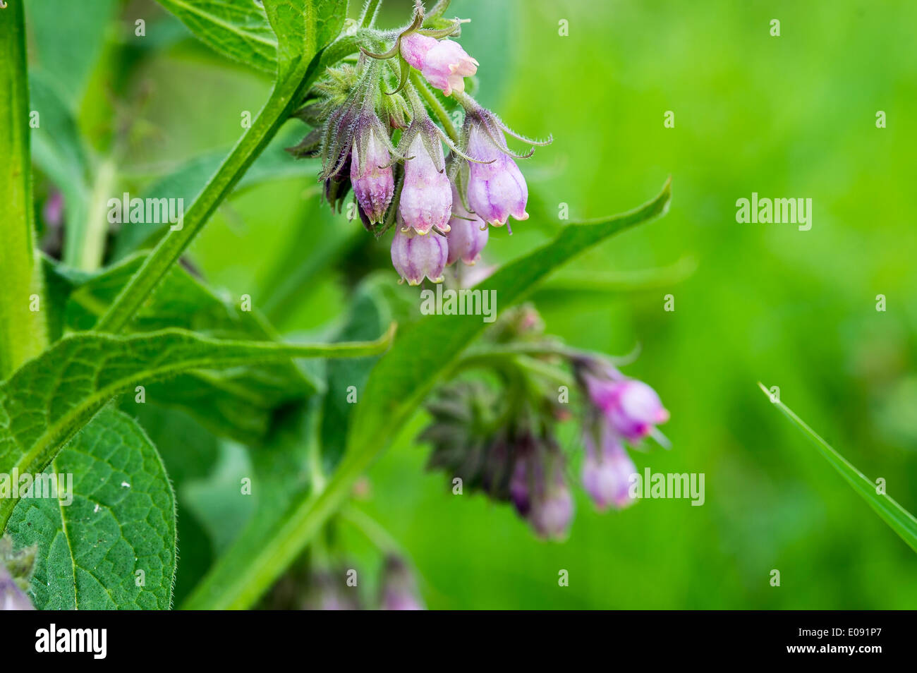 Red Dead Nettle, Rote Taubnessel,,Blume,Flower, Stock Photo