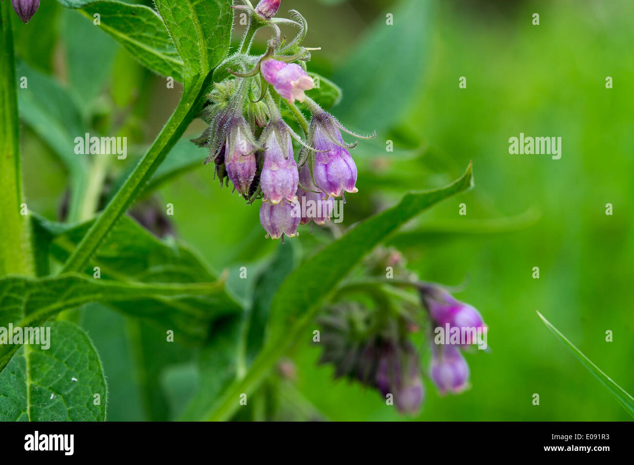 Red Dead Nettle, Rote Taubnessel,,Blume,Flower, Stock Photo