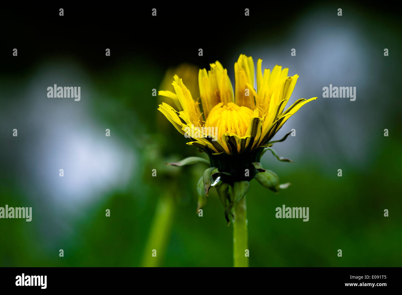 Taraxacum officinale - Dandelion seed head,Löwenzahn,Pusteblume,,Blume,Flower, Stock Photo