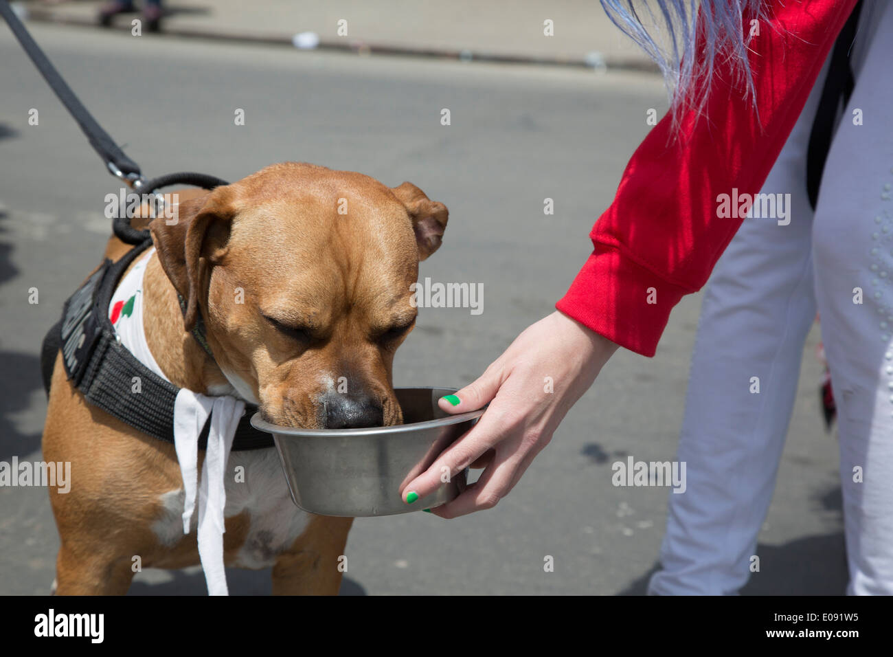 Detroit, Michigan - A woman gives a dog water during the annual Cinco de Mayo parade Stock Photo