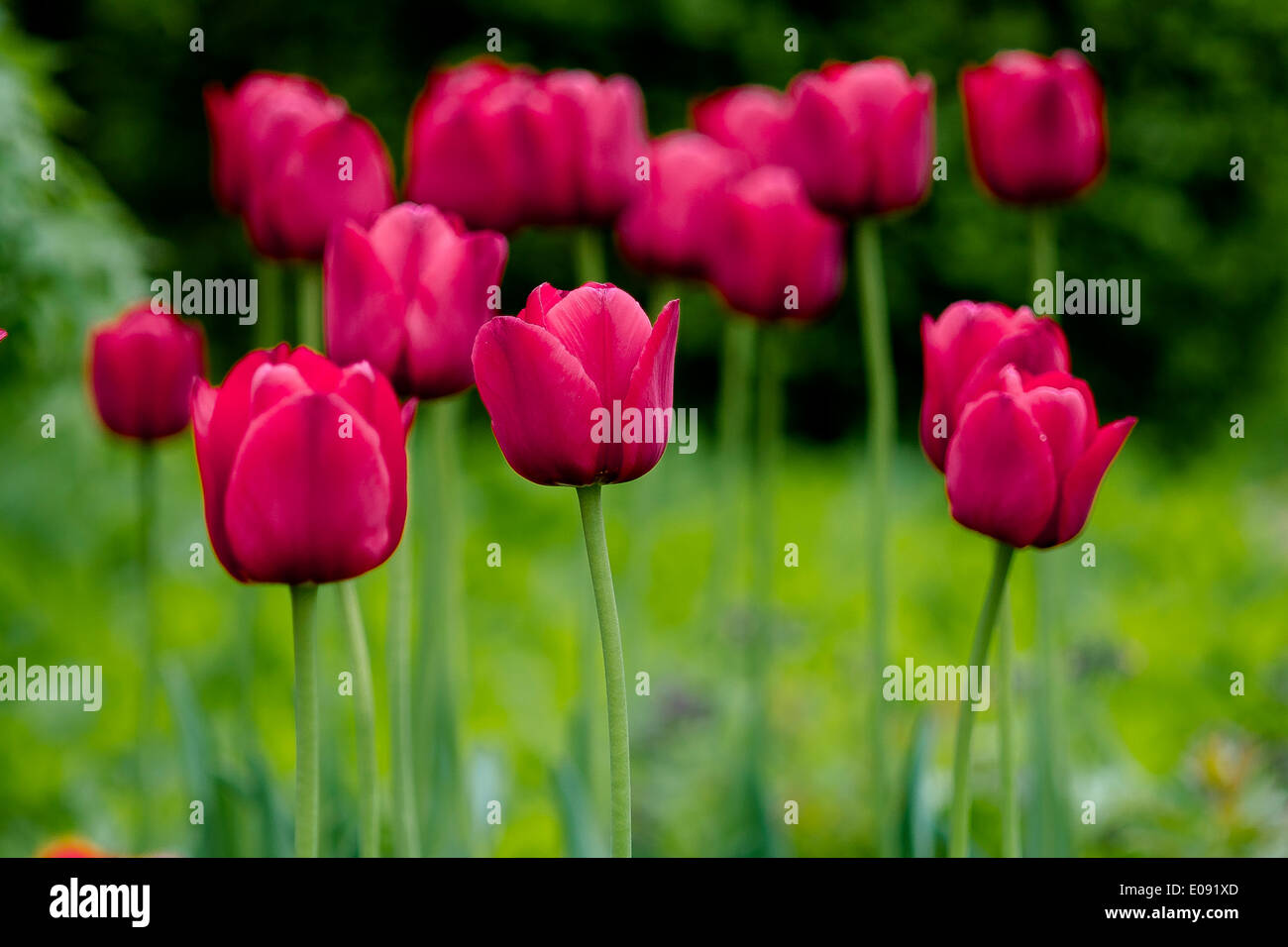 Rote Tulpe, red tulip,,Blume,Flower, Stock Photo